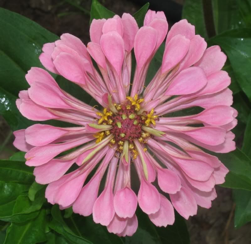 Burpee Giant Flowered